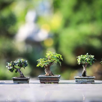 编辑在浅粉色办公桌前核对免费植物大战僵尸公开资料，笔记本上贴着待核便签，神情专注